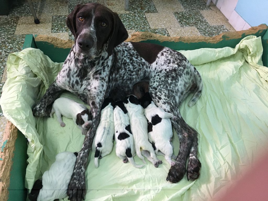 Chiot Braque allemand à poil court du clos de la chopinière