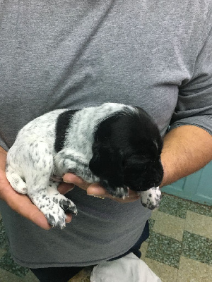 CHIOT 2