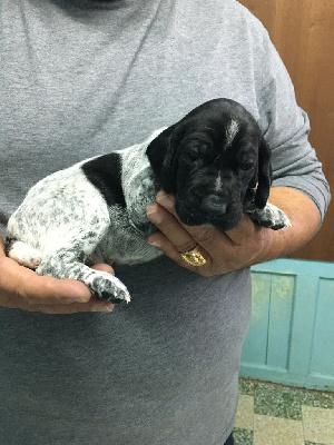 CHIOT 1