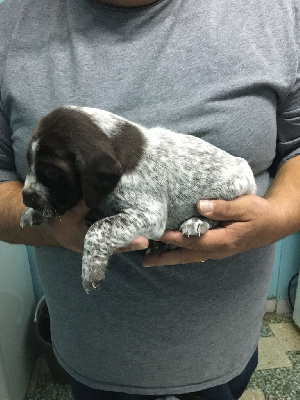 CHIOT 6