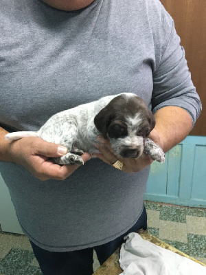 CHIOT 5