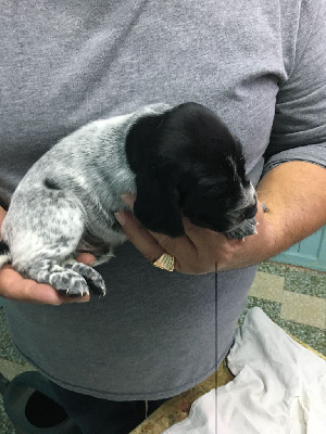 CHIOT 3