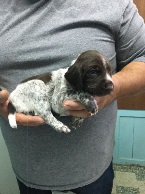 CHIOT 7